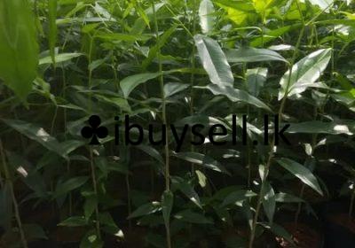 485133378_1051782473658836_5519804592056694937_n