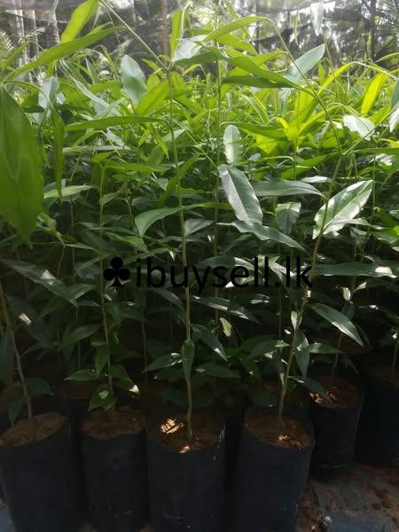 Agarwood Plants For Sale in Minuwangoda