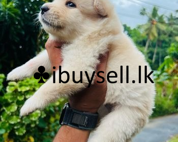 DeWatermark.ai_1740929395384