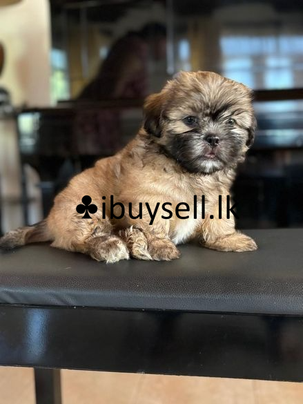 Shih Tzu Puppies sale -Gampaha