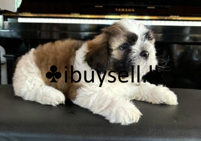 DeWatermark.ai_1741166013414