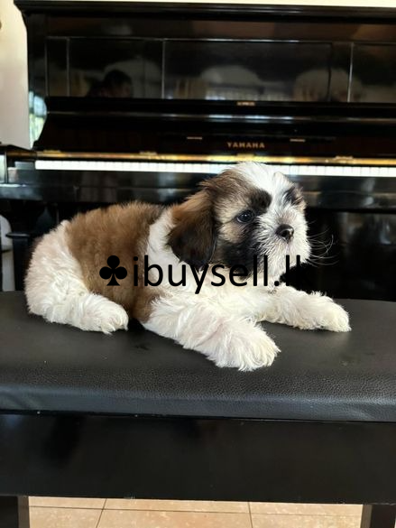 Shih Tzu Puppies sale -Gampaha