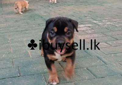 DeWatermark.ai_1741273692073