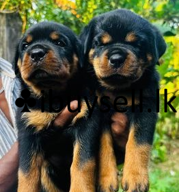 DeWatermark.ai_1741525714628