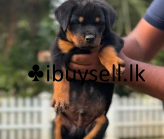 DeWatermark.ai_1741621749567