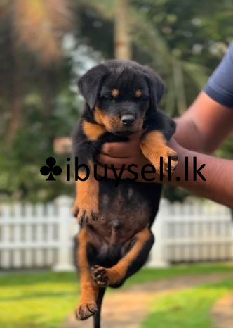 Rottweiler Puppies FOR SALE