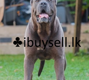 DeWatermark.ai_1741692935369