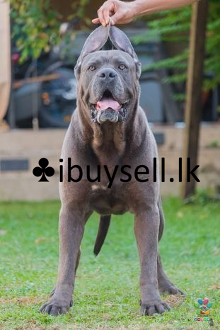 Cane corso imported Blue male for sturds for sale – Angoda, Colombo