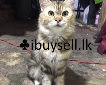 DeWatermark.ai_1741693808358