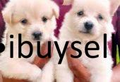 Lion Pomeranian Puppies for sale in Moratuwa