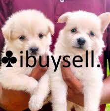Lion Pomeranian Puppies for sale in Moratuwa
