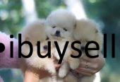 Lion Pomeranian Puppies for sale in Moratuwa