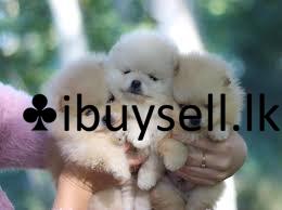 Lion Pomeranian Puppies for sale in Moratuwa