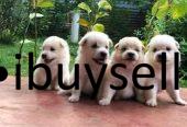 Lion Pomeranian Puppies for sale in Moratuwa