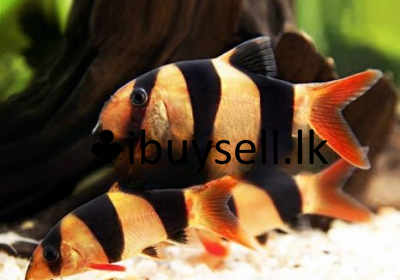 f6185ea4-d780-4ff7-8056-0dbf99e42dfc