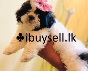 fitted-15-processedlightpdf.com_