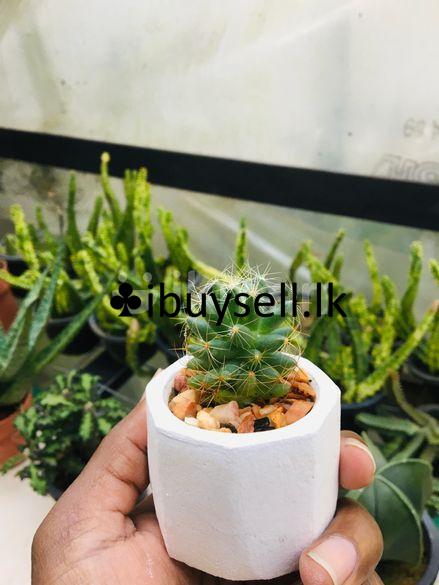 Cactus Gift