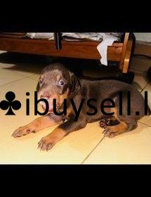 fitted-4-processedlightpdf.com-1