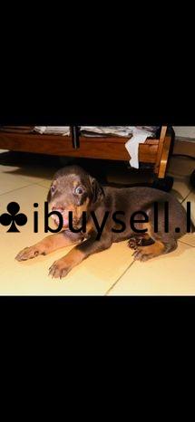Dobermann Puppies Sale – Thalawathugoda