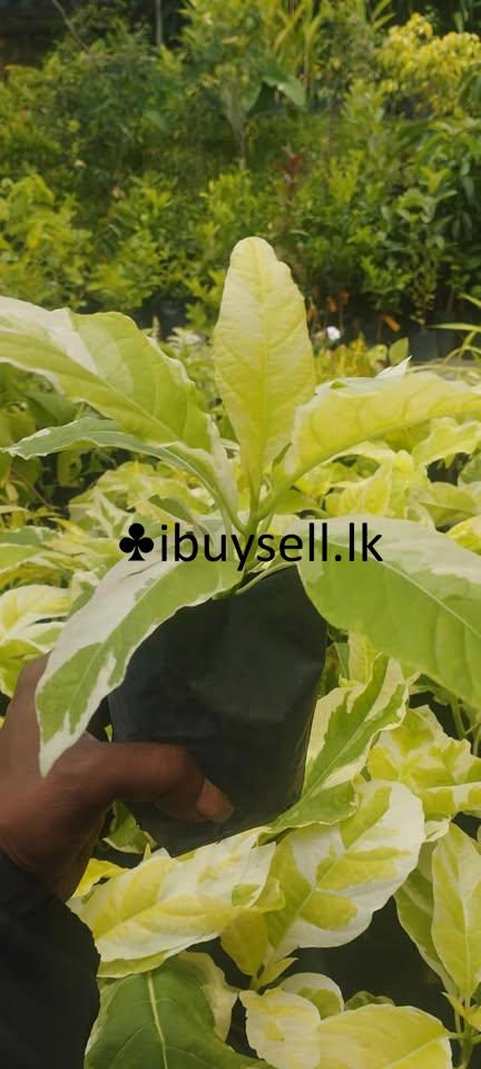 White krishna plants for sale!