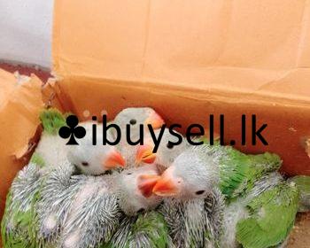 wmremove-transformed-2-1