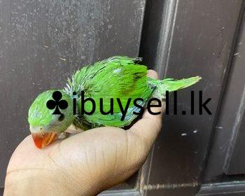 wmremove-transformed-3