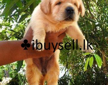 wmremove-transformed-4